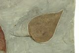 Plate with Three Fossil Leaves (Three Species) - Montana #271057-2